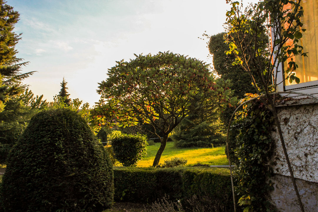 arbre